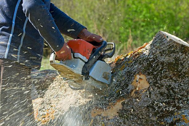 King George, VA Tree Service Company